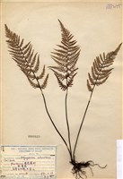 藏品(粉葉蕨)的圖片